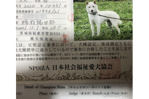 販売中の豆柴の親犬